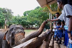 SRI LANKA-PINNAWALA-WORLD ELEPHANT DAY-ELEPHANT ORPHANAGE