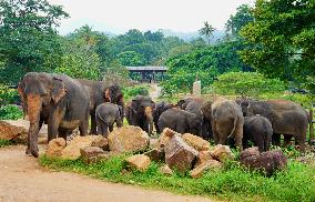 SRI LANKA-PINNAWALA-WORLD ELEPHANT DAY-ELEPHANT ORPHANAGE