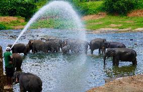 SRI LANKA-PINNAWALA-WORLD ELEPHANT DAY-ELEPHANT ORPHANAGE