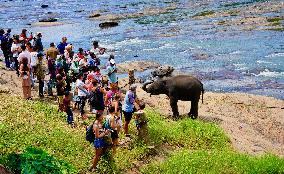 SRI LANKA-PINNAWALA-WORLD ELEPHANT DAY-ELEPHANT ORPHANAGE