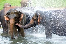 SRI LANKA-PINNAWALA-WORLD ELEPHANT DAY-ELEPHANT ORPHANAGE