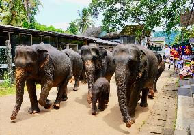 SRI LANKA-PINNAWALA-WORLD ELEPHANT DAY-ELEPHANT ORPHANAGE