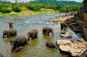 SRI LANKA-PINNAWALA-WORLD ELEPHANT DAY-ELEPHANT ORPHANAGE