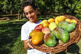 EGYPT-ISMAILIA-MANGO-HARVEST