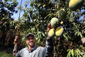 EGYPT-ISMAILIA-MANGO-HARVEST