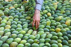 EGYPT-ISMAILIA-MANGO-HARVEST