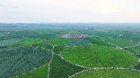 Modern Agricultural Industrial Park in Zhangjiakou