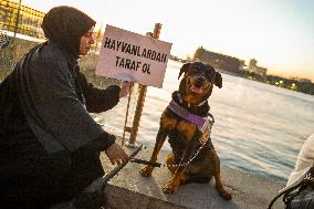 Pro-animal Rights Activists Protest - Istanbul