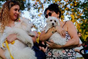 Pro-animal Rights Activists Protest - Istanbul