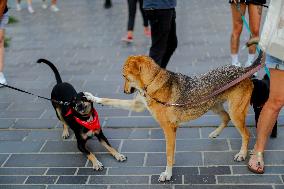 Pro-animal Rights Activists Protest - Istanbul