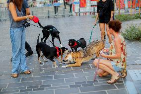 Pro-animal Rights Activists Protest - Istanbul