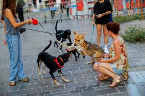 Pro-animal Rights Activists Protest - Istanbul