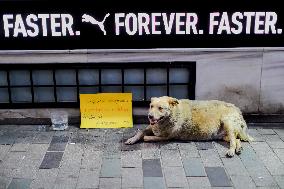 Pro-animal Rights Activists Protest - Istanbul