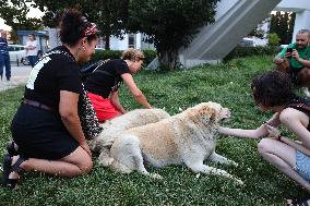 Pro-animal Rights Activists Protest - Istanbul