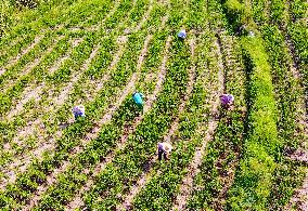 A Ginger Planting Base in Anqing