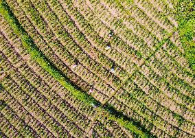 A Ginger Planting Base in Anqing