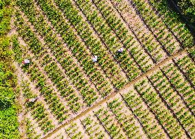 A Ginger Planting Base in Anqing