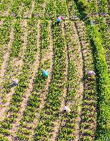 A Ginger Planting Base in Anqing