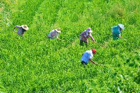 A Ginger Planting Base in Anqing