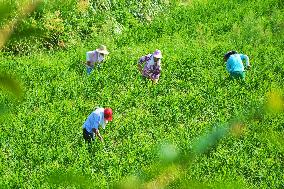 A Ginger Planting Base in Anqing