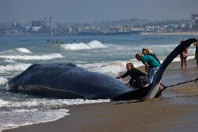 U.S.-CALIFORNIA-LOS ANGELES-DEAD FIN WHALE