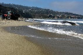 U.S.-CALIFORNIA-LOS ANGELES-DEAD FIN WHALE