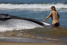 Fin Whale Washed Ashore At Torrance Beach - LA