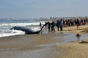 Fin Whale Washed Ashore At Torrance Beach - LA