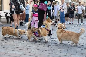 Corgi parade