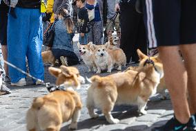 Corgi parade