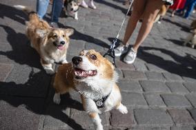 Corgi parade