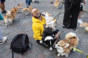 Corgi parade