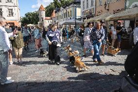 Corgi parade