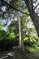 A tree struck by lightning