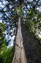 A tree struck by lightning