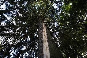 A tree struck by lightning