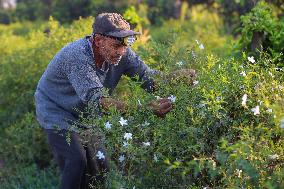 Jasmine Harvest In Egypt