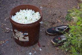 Jasmine Harvest In Egypt