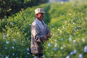 Jasmine Harvest In Egypt