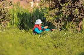 Jasmine Harvest In Egypt