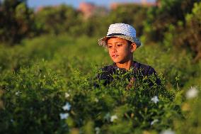 Jasmine Harvest In Egypt