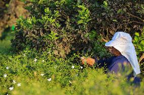 Jasmine Harvest In Egypt