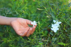 Jasmine Harvest In Egypt