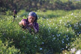 Jasmine Harvest In Egypt