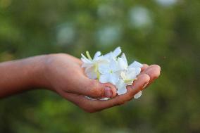 Jasmine Harvest In Egypt