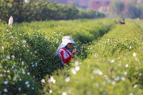 Jasmine Harvest In Egypt