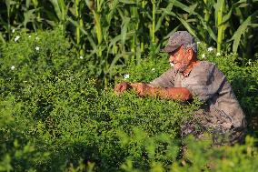 Jasmine Harvest In Egypt