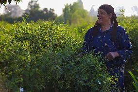 Jasmine Harvest In Egypt