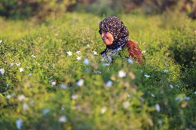 Jasmine Harvest In Egypt