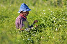 Jasmine Harvest In Egypt